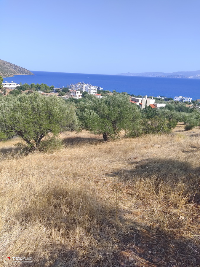 PLOT WITH OLIVE TREES NEAR COAST | Crete Homes | Crete Property | Real ...